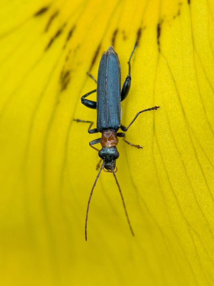 Oedemera croceicollis
